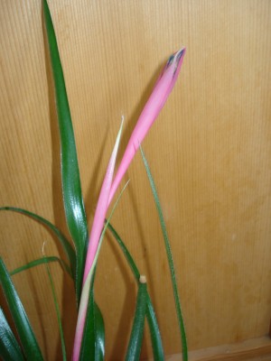 bilder Dez.2007 054.jpg