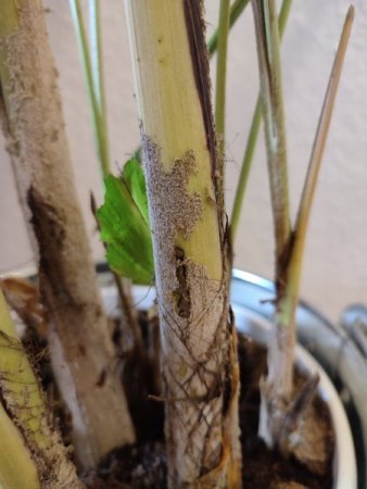 Schwarze Felcken und Pilzbefall(?) auf Fischschwanzpalme