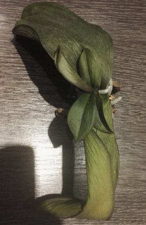 Phalaenopsis hat gelbe Blätter und Pilze