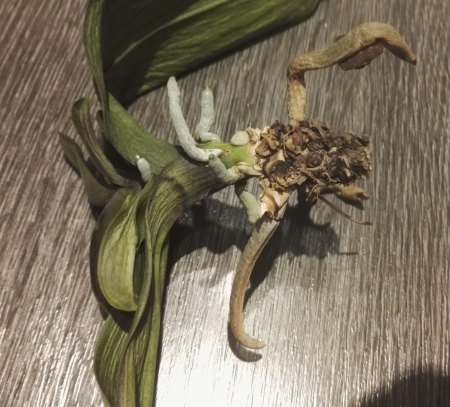 Phalaenopsis hat gelbe Blätter und Pilze