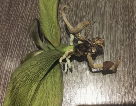 Phalaenopsis hat gelbe Blätter und Pilze