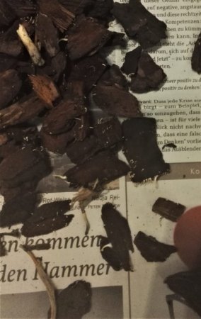 Phalaenopsis hat gelbe Blätter und Pilze