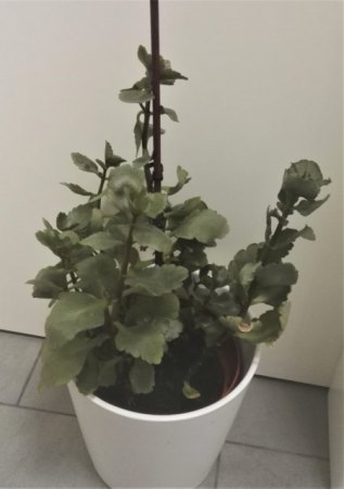 Flammende Käthchen was mache ich damit?