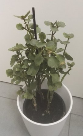 Flammende Käthchen was mache ich damit?
