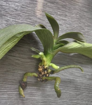 Phalaenopsis hat gelbe Blätter und Pilze