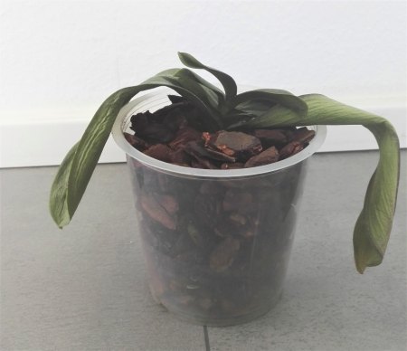 Phalaenopsis hat gelbe Blätter und Pilze