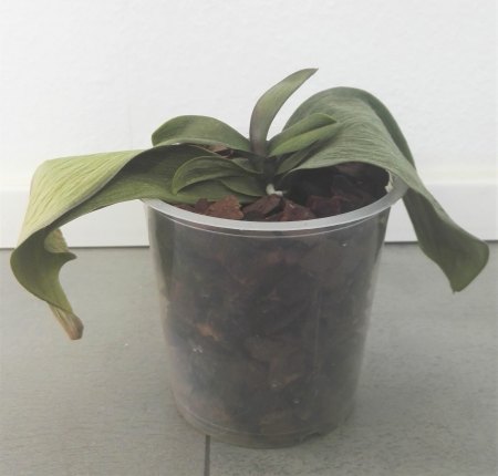 Phalaenopsis hat gelbe Blätter und Pilze