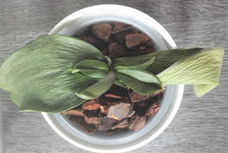 Phalaenopsis hat gelbe Blätter und Pilze