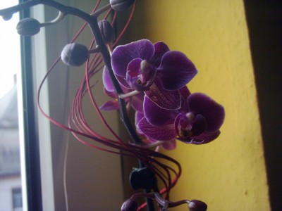 Phalaenopsis.JPG