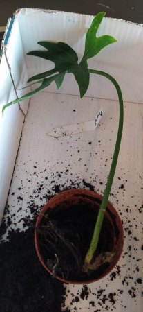 Philodendron Steckling Wurzeln aber kein Blatt?