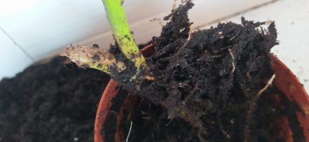 Philodendron Steckling Wurzeln aber kein Blatt?