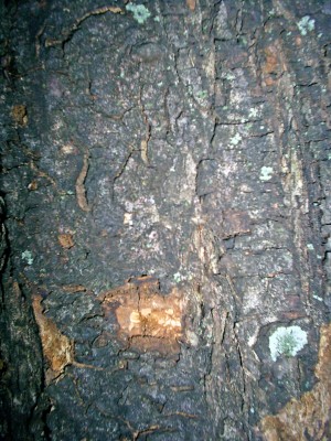 S4025991_edited.JPG