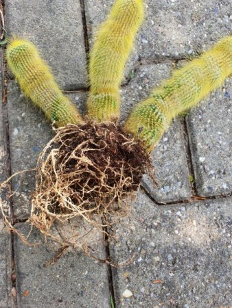 Aloe Vera geht ein und Kaktus wächst in komischen Formen.