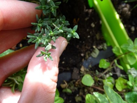 Thymian