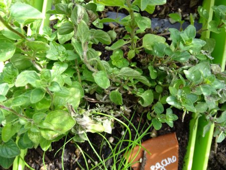 Oregano
