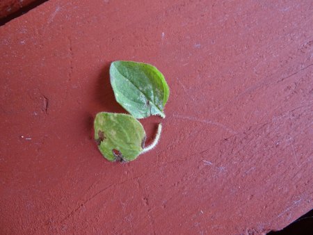 Oregano