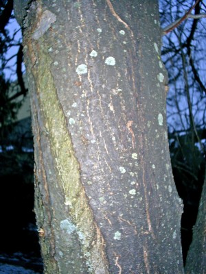 S4025983_edited.JPG