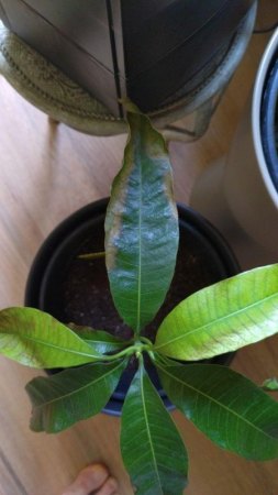 Mango2