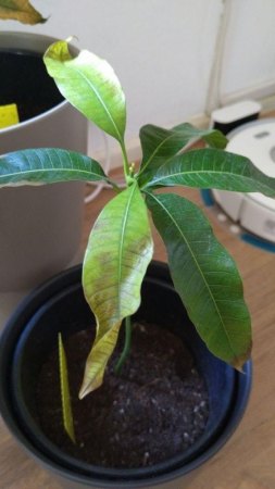Mango3