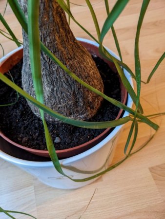 Elefantenfuß neu bewurzeln