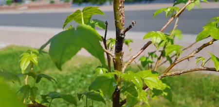 Schwarzfärbung Rinde meines kleinen Amberbäumchens