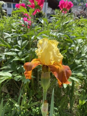 Wer kennt diese Iris-Sorte?
