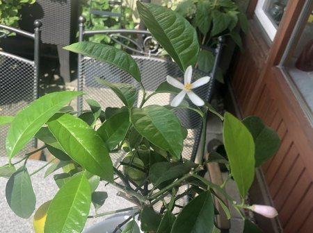 Blüte und Knospen