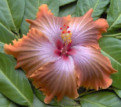 TahitianSophistication_26-12-07-199.jpg