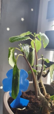SOS -Pflege bzw Rettung für Kongo-Lieschen/Papageienschnabelblume/Impatiens