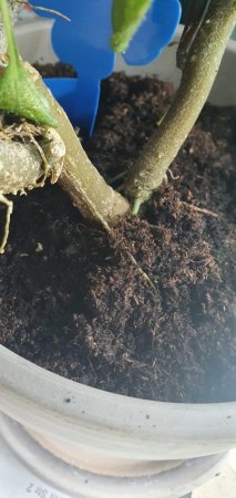 SOS -Pflege bzw Rettung für Kongo-Lieschen/Papageienschnabelblume/Impatiens
