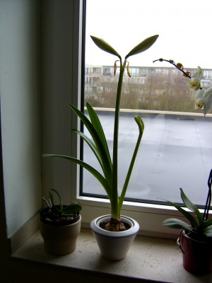 Amaryllis 26.12.07.JPG