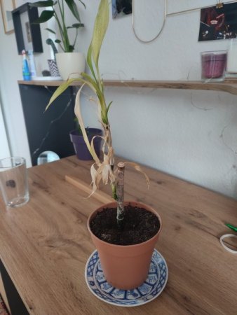 Aufpeppeln von gefundener Pflanze