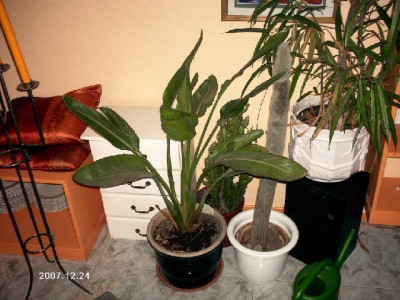green 002.jpg