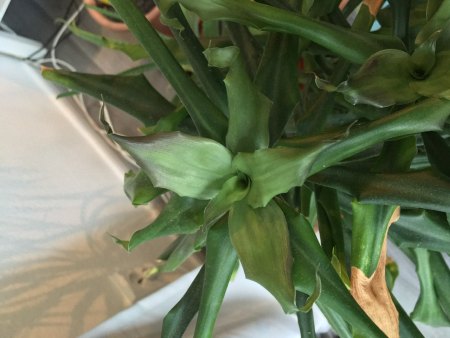 Dracaena fragrans rollt Blätter ein und bekommt schwarze Spitzen