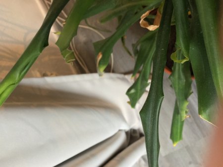 Dracaena fragrans rollt Blätter ein und bekommt schwarze Spitzen
