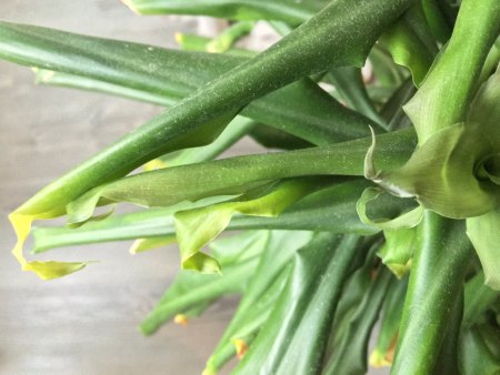 Dracaena fragrans rollt Blätter ein und bekommt schwarze Spitzen