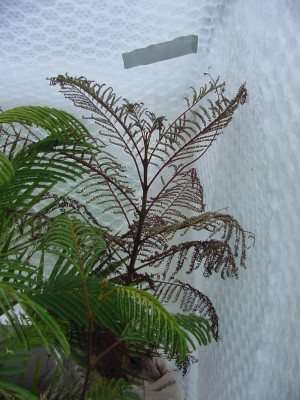 Jacaranda im Gwh 1207.jpg