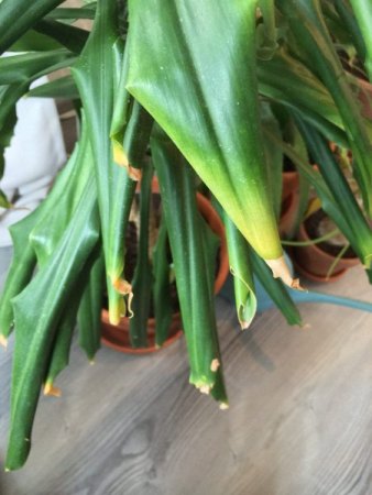 Dracaena fragrans rollt Blätter ein und bekommt schwarze Spitzen