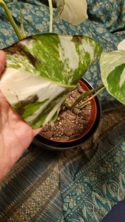 Monstera Variegata schwarze Flecken