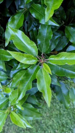 Welche Gartenpflanze habe ich hier?