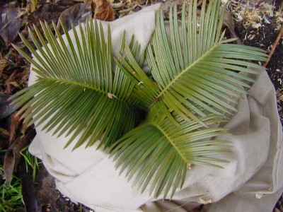 Cycas 1207.jpg