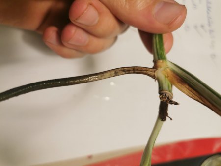 Monstera Steckling will nicht wurzeln