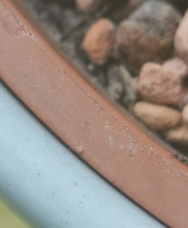 Kleine orsnge/braune Käferchen in den Blumerde