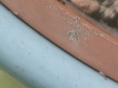 Kleine orsnge/braune Käferchen in den Blumerde