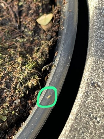 Mini Krabbeltierchen in Erde von Eukalyptus