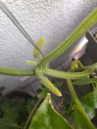 Ein Pilz?