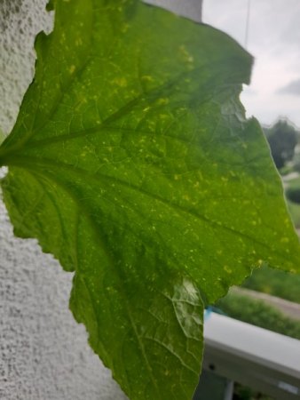 Ein Pilz?