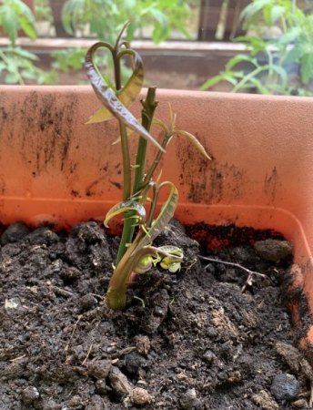 Mangobaum Dienstag