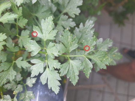 Ein Pilz?