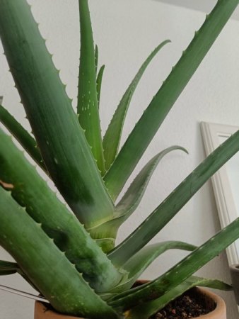 AloeVera - Blätter unten verdünnen